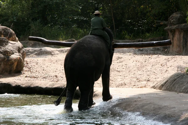 Επίδειξη από ελέφαντες - zoo Σιγκαπούρη, Σιγκαπούρη — Φωτογραφία Αρχείου