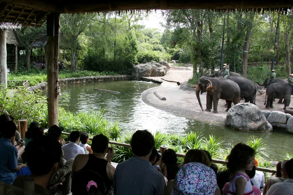 Sloní show - singapore zoo, Singapur — Stock fotografie