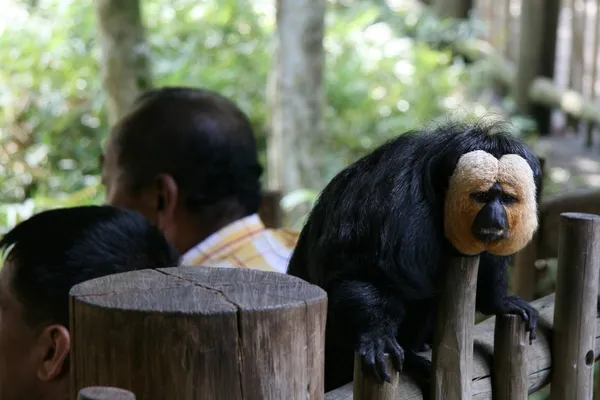 Monkey - Singapur Hayvanat Bahçesi, Singapur — Stok fotoğraf