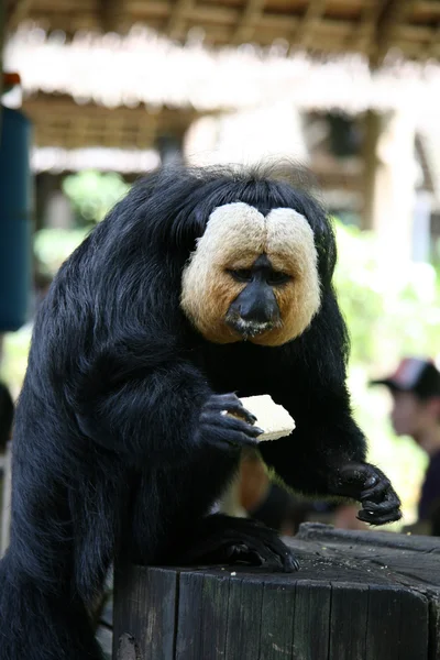 원숭이-싱가포르 동물원, 싱가포르 — 스톡 사진