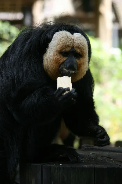 Macaco - Jardim Zoológico de Singapura, Singapura — Fotografia de Stock