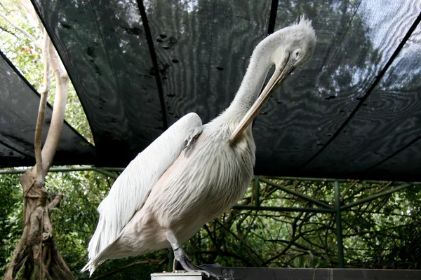 Pelikan - singapore zoo, singapore — Zdjęcie stockowe