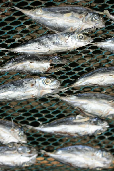新鮮な干し魚 - プエルト プエルトプリンセサ、パラワン、フィリピン — ストック写真