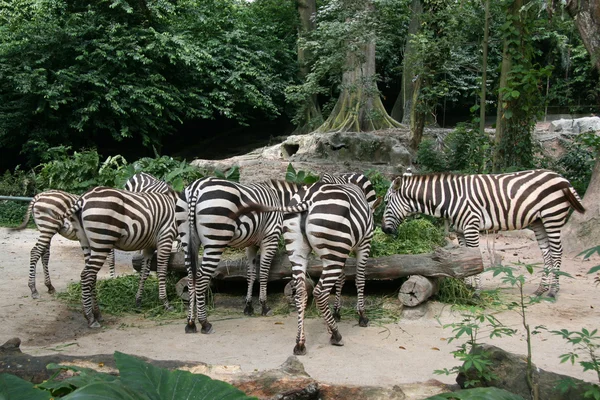 Zebra - Jardim Zoológico de Singapura, Singapura — Fotografia de Stock