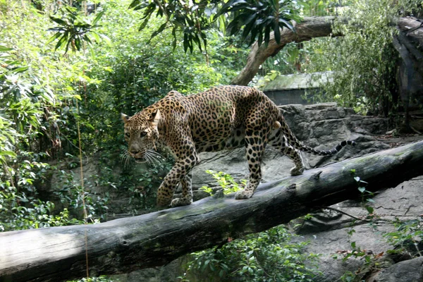 Doğal yaşam alanı içinde leopar — Stockfoto
