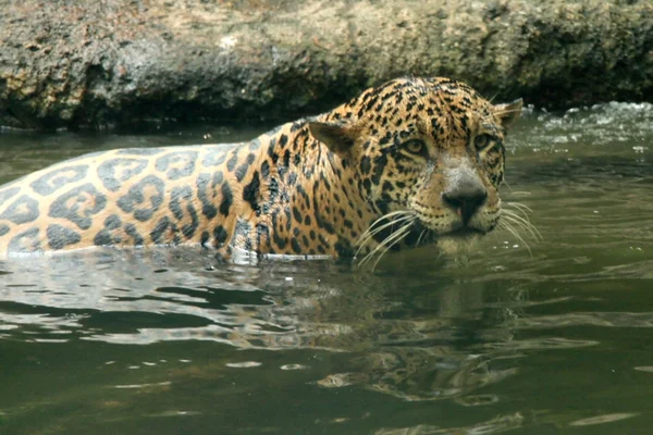 Léopard dans l'habitat naturel — Photo