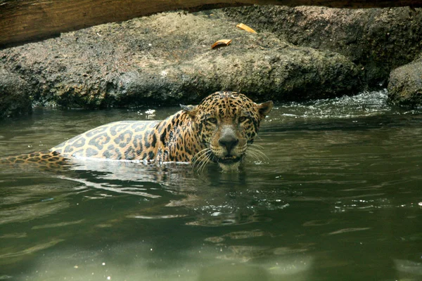 Léopard dans l'habitat naturel — Photo