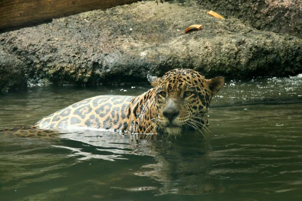 Leopardo en hábitat natural —  Fotos de Stock