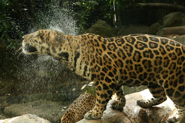 Leopard v přirozeném prostředí — Stock fotografie