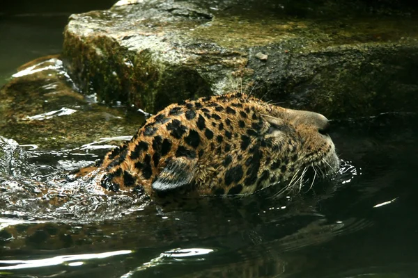 Leopard in Natural Habitat — Stock Photo, Image