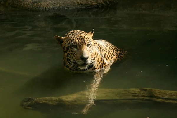 Leopard in Natural Habitat — Stock Photo, Image