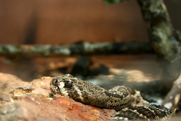 Python - Zoológico de Singapur, Singapur — Foto de Stock