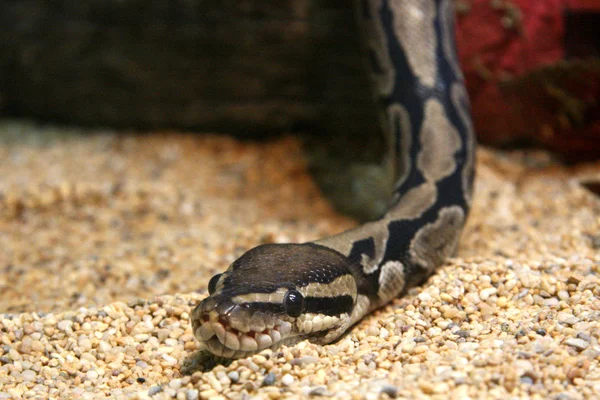 Python - Zoológico de Singapur, Singapur — Foto de Stock