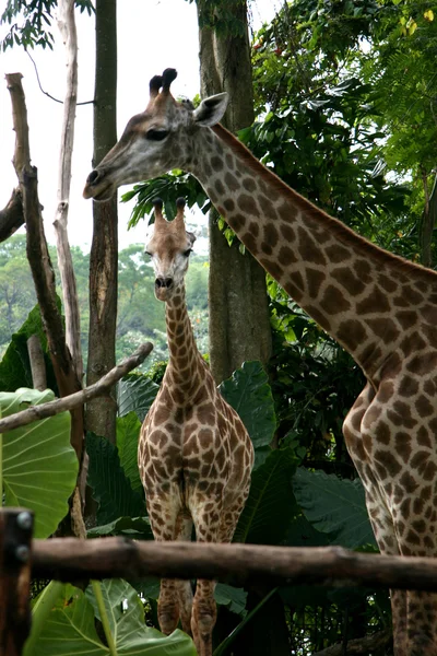 Жираф - Сингапур зоопарк, Сингапур — стоковое фото