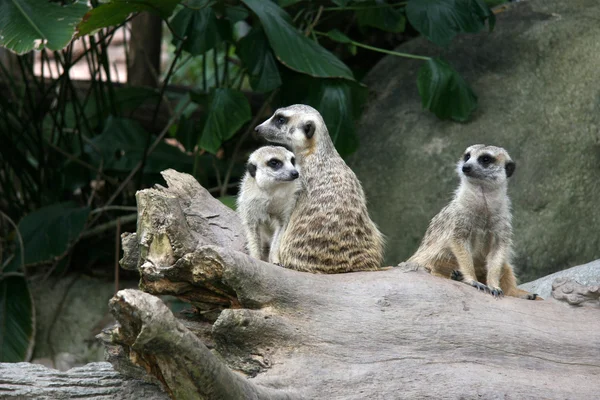 Entrée - Zoo de Singapour, Singapour — Photo