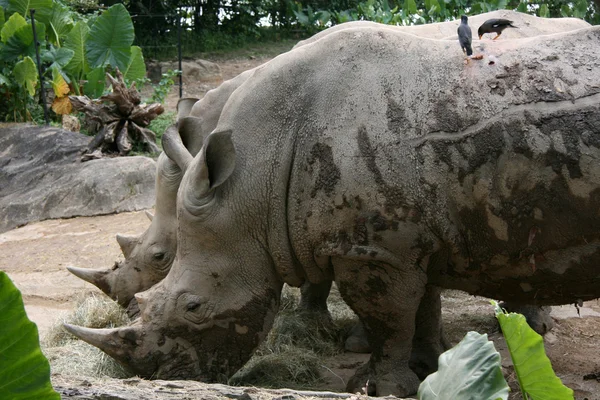 Rhino - Jardim Zoológico de Singapura, Singapura — Fotografia de Stock