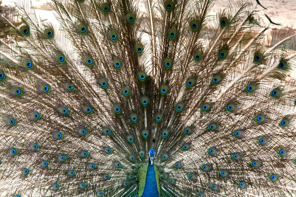 Peacock - Singapore Zoo, Singapore — Stockfoto