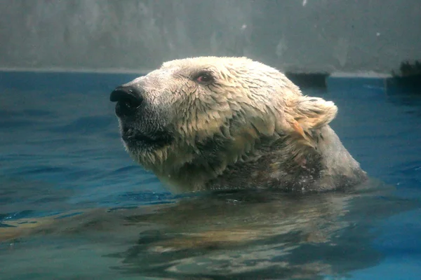 Urso polar - Jardim Zoológico de Singapura, Singapura — Fotografia de Stock