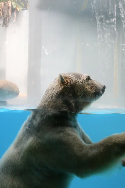 Jegesmedve - szingapúri állatkert, Szingapúr — Stock Fotó