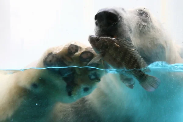 Eisbär fängt einen Fisch — Stockfoto