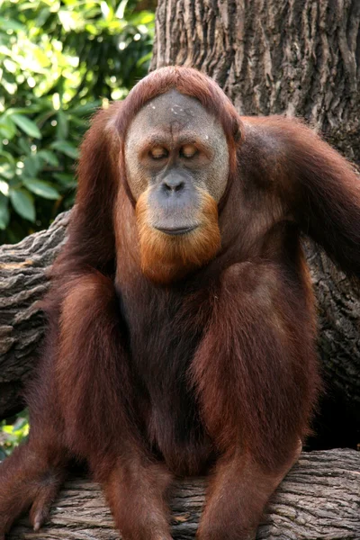 Orang Utan - Zoológico de Singapur, Singapur — Foto de Stock