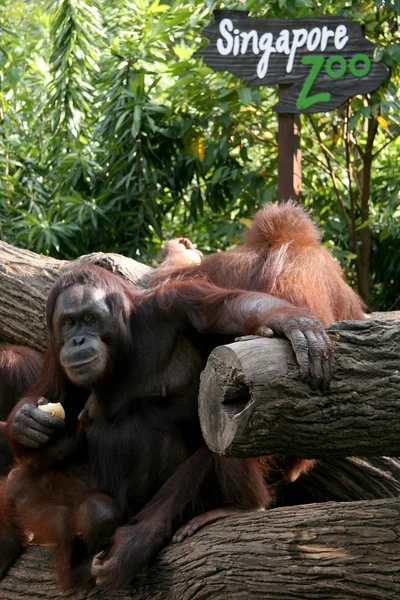 Orang Utan avec Singapour Zoo Sign — Photo