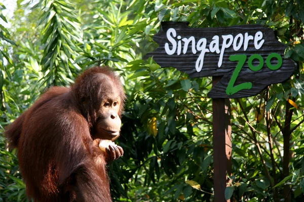 シンガポール動物園記号でオランウータン — ストック写真