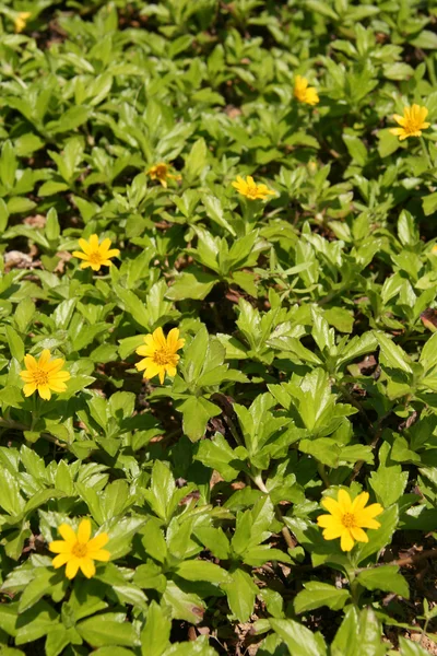 stock image Yellow Flowers - Changi Prison (Chapel Museum), Singapore