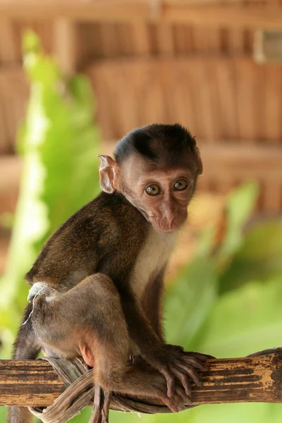 Dítě dlouho sledoval makak — Stock fotografie