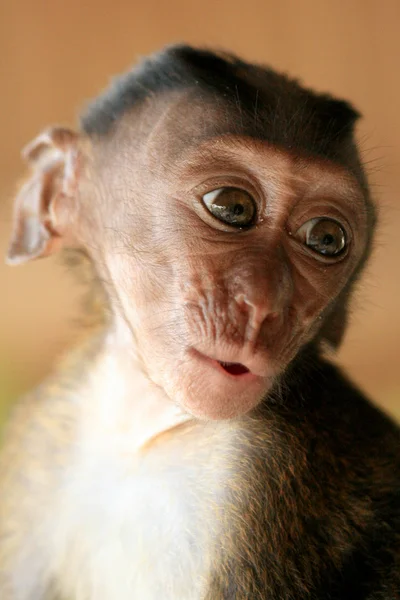 Bebé Macaco de cola larga —  Fotos de Stock