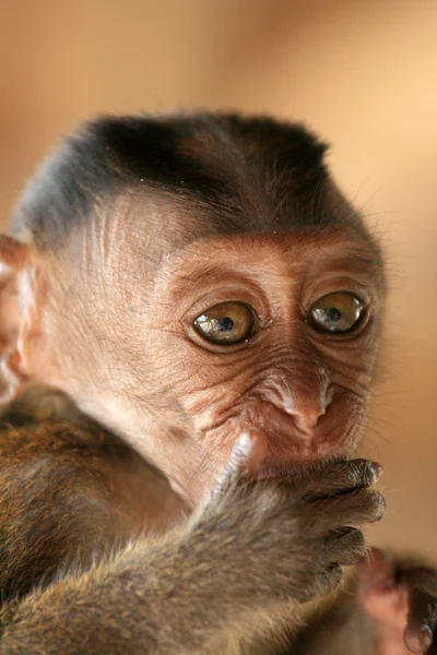 Långstjärtade makak baby — Stockfoto