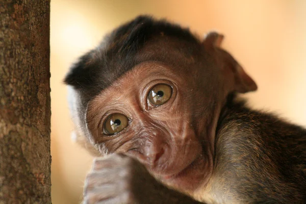 长尾的猕猴宝宝 — 图库照片