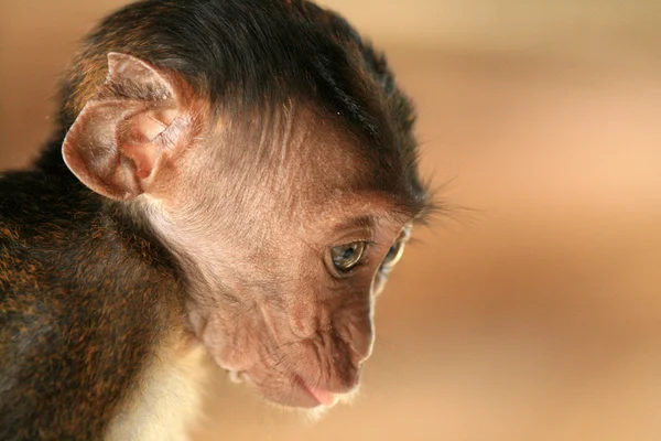 Long Tailed Macaque Baby — Stock Photo, Image