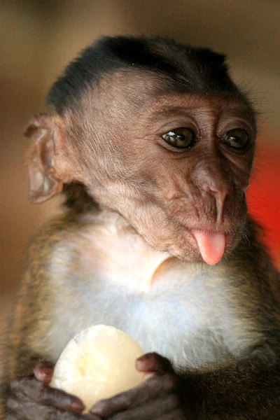 Bébé Macaque à longue queue — Photo