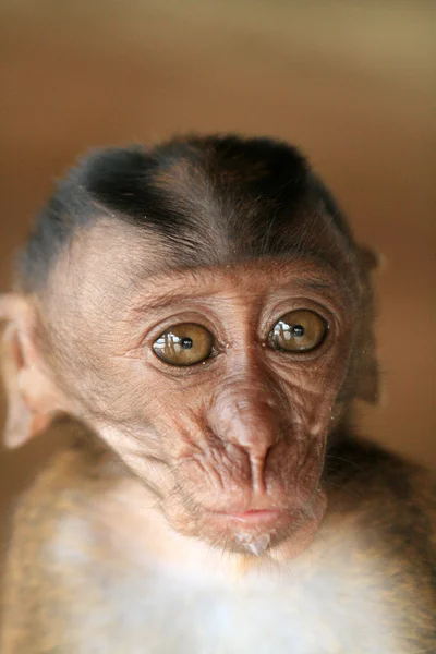 긴 꼬리 원숭이 아기 — 스톡 사진