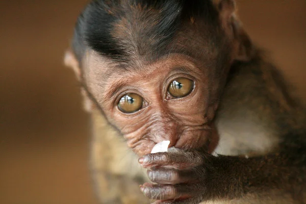 Dziecko długo tailed macaque — Zdjęcie stockowe