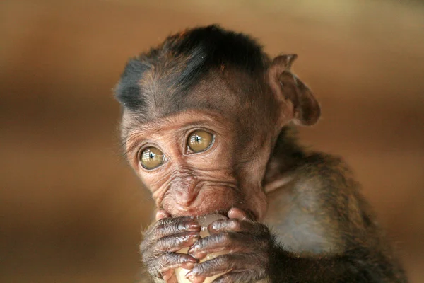 Macaco dalla coda lunga Baby — Foto Stock