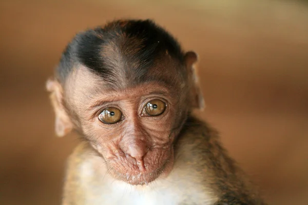 Uzun kuyruklu makak bebek — Stok fotoğraf
