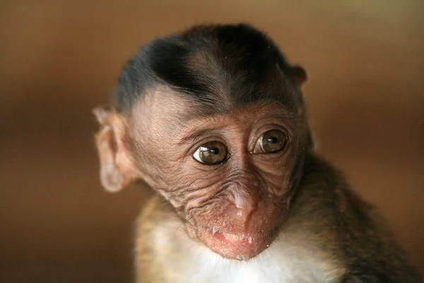 Dziecko długo tailed macaque — Zdjęcie stockowe