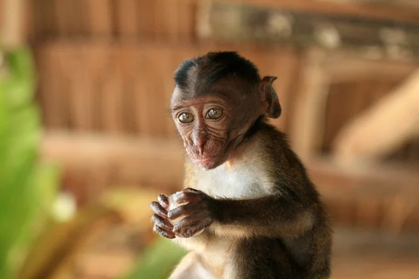 Cauda longa Macaque bebê — Fotografia de Stock