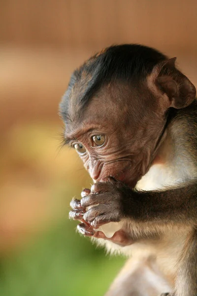 长尾的猕猴宝宝 — 图库照片