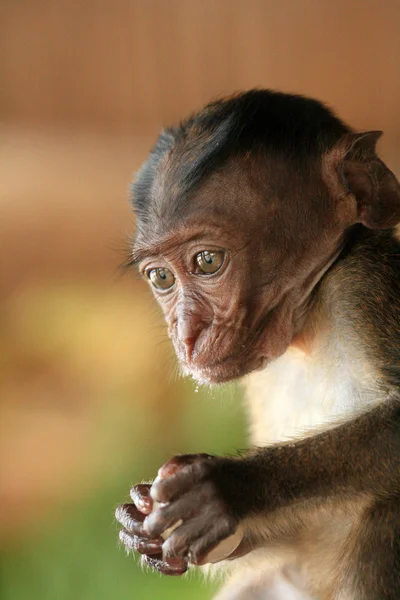 Dítě dlouho sledoval makak — Stock fotografie