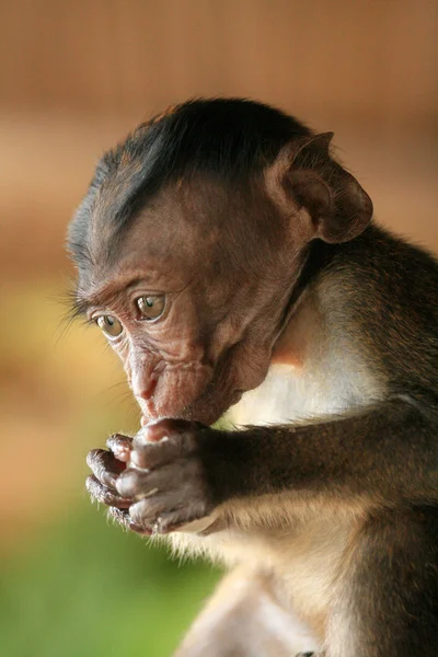 Bebé Macaco de cola larga — Foto de Stock