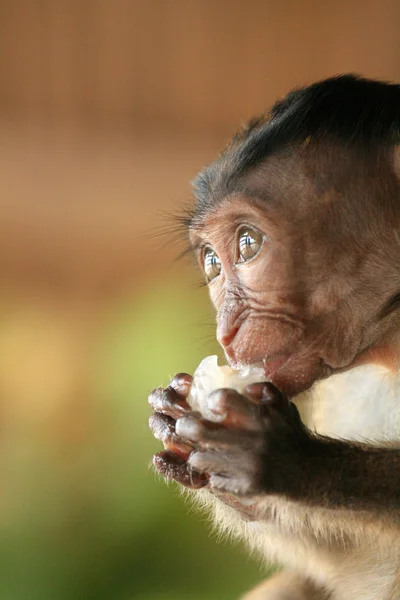Cauda longa Macaque bebê — Fotografia de Stock