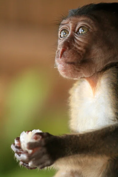 Uzun kuyruklu makak bebek — Stok fotoğraf