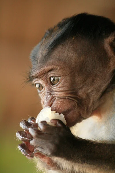 Bébé Macaque à longue queue — Photo