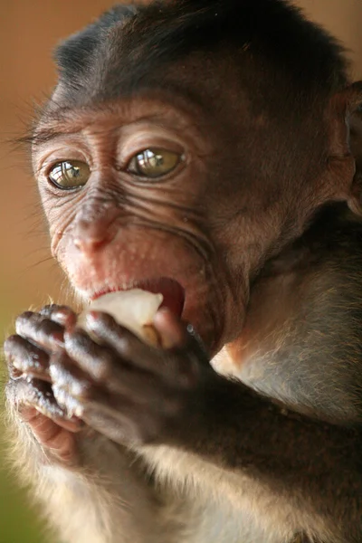긴 꼬리 원숭이 아기 — 스톡 사진