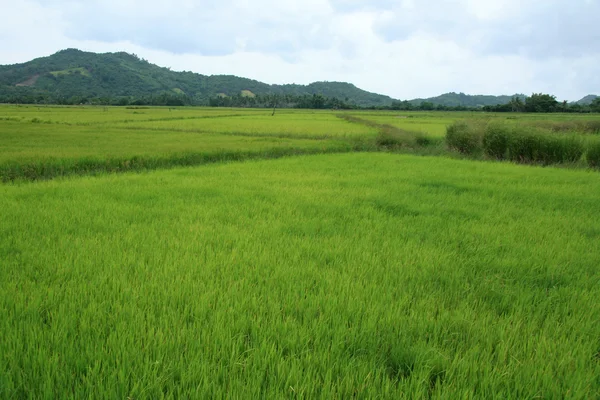 Рисовые поля - Филиппины — стоковое фото