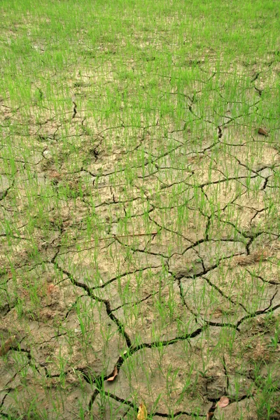 Рисовая лихорадка - Филиппины — стоковое фото