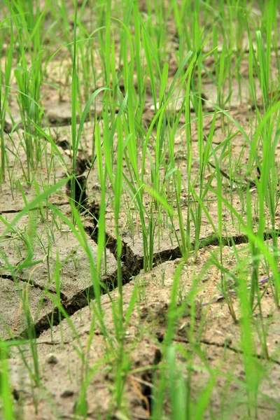 Popraskané země - rýžová pole - Filipíny — Stock fotografie